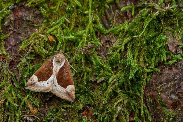Beautiful Snout (Hypena crassalis), adult, female. Waldridge Fell, 04-06-2022. Copyright Christopher Blakey.