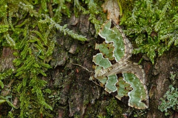 Green Carpet (Colostygia pectinataria), adult. Waldridge Fell, 04-06-2022. Copyright Christopher Blakey. Green Carpet (Colostygia pectinataria), adult. Waldridge Fell, 04-06-2022. Copyright Christopher Blakey.