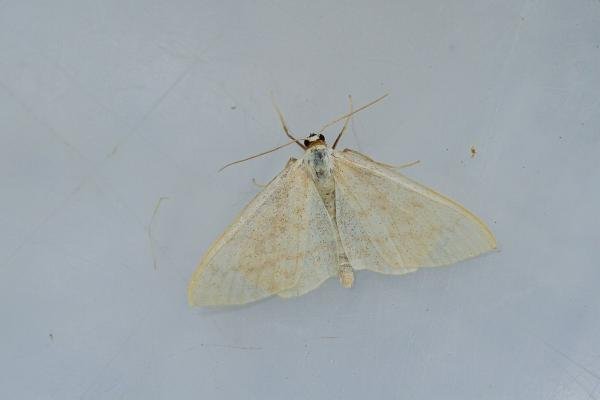 Cream Wave (Scopula floslactata), adult. Waldridge Fell, 04-06-2022. Copyright Christopher Blakey. Cream Wave (Scopula floslactata), adult. Waldridge Fell, 04-06-2022. Copyright Christopher Blakey.