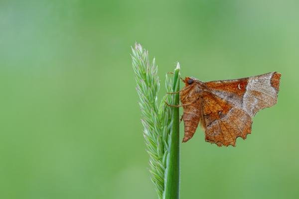 Lunar Thorn (Selenia lunularia), adult. Framwellgate Moor, 10-06-2022. Copyright Christopher Blakey. Lunar Thorn (Selenia lunularia), adult. Framwellgate Moor, 10-06-2022. Copyright Christopher Blakey.