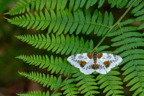 Clouded Magpie (Abraxas sylvata), adult. Waldridge Fell, 18-06-2022. Copyright Christopher Blakey.