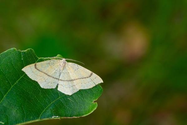 Clay Triple-lines (Cyclophora linearia), adult. Waldridge Fell, 18-06-2022. Copyright Christopher Blakey.