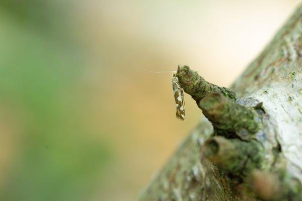 Argyresthia brockeella, adult. Waldridge Fell, 18-06-2022. Copyright Christopher Blakey.