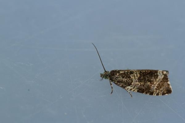 Celypha lacunana, adult. Waldridge Fell, 27-06-2022. Copyright Christopher Blakey.