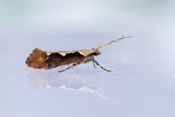 Rhigognostis incarnatella, adult. Waldridge Fell, 02-07-2022. Copyright Christopher Blakey.