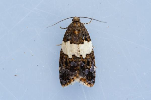 Olindia schumacherana, adult. Castle Eden Dene, 06-07-2022. Copyright Christopher Blakey. Olindia schumacherana, adult. Castle Eden Dene, 06-07-2022. Copyright Christopher Blakey.
