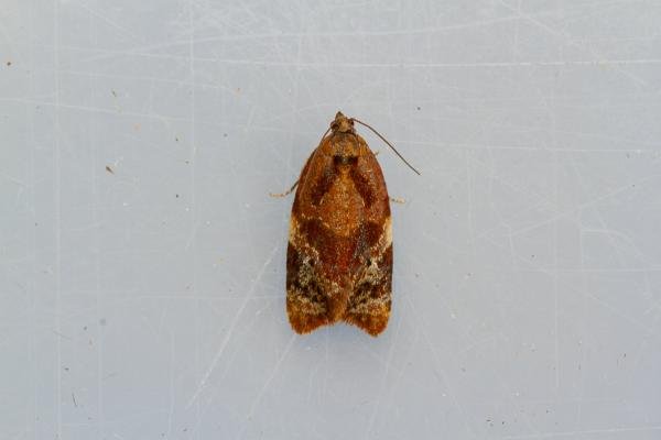 Red-barred Tortrix (Ditula angustiorana), adult. Framwellgate Moor, 06-07-2022. Copyright Christopher Blakey.