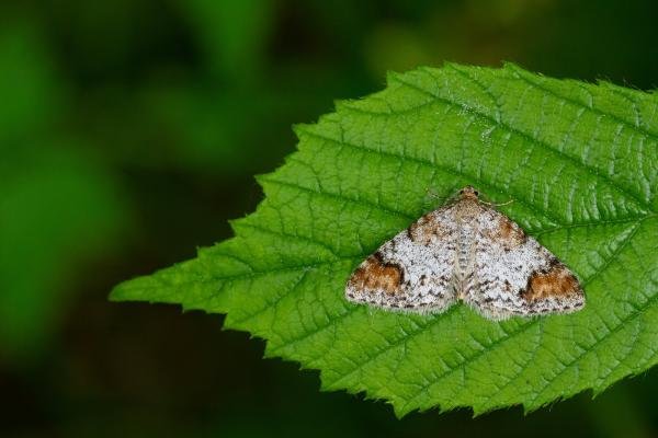 Blomer's Rivulet (Venusia blomeri), adult. Castle Eden Dene, 06-07-2022. Copyright Christopher Blakey.