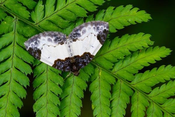 Beautiful Carpet (Mesoleuca albicillata), adult. Castle Eden Dene, 06-07-2022. Copyright Christopher Blakey. Beautiful Carpet (Mesoleuca albicillata), adult. Castle Eden Dene, 06-07-2022. Copyright Christopher Blakey.