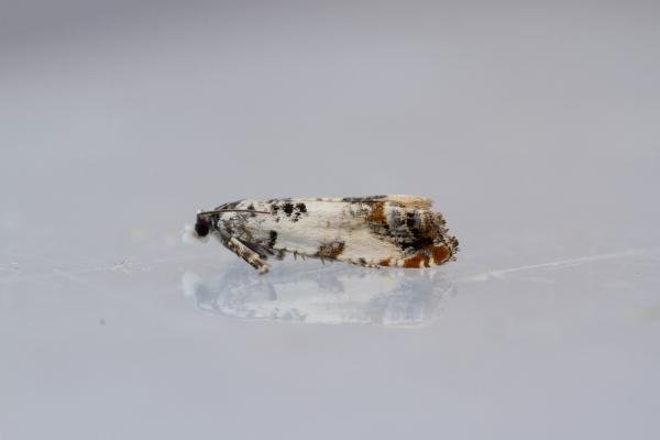 Eucosma campoliliana, adult. Waldridge Fell, 12-07-2022. Copyright Christopher Blakey. Eucosma campoliliana, adult. Waldridge Fell, 12-07-2022. Copyright Christopher Blakey.