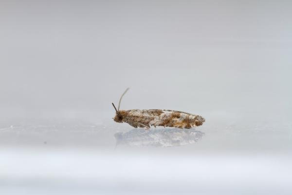 Holly Tortrix (Rhopobota naevana), adult. Waldridge Fell, 12-07-2022. Copyright Christopher Blakey. Holly Tortrix (Rhopobota naevana), adult. Waldridge Fell, 12-07-2022. Copyright Christopher Blakey.