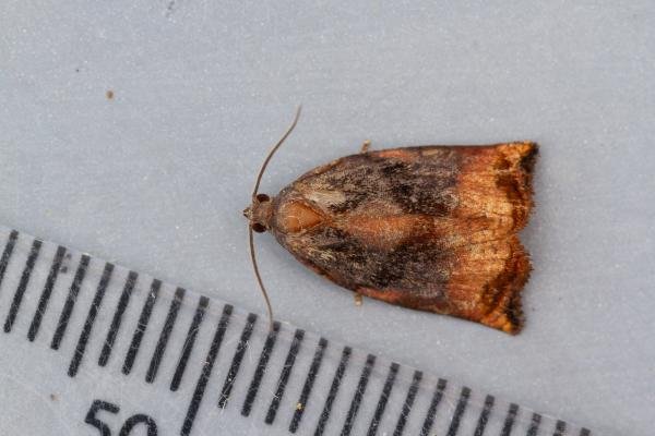Large Fruit-tree Tortrix (Archips podana), adult. Waldridge Fell, 12-07-2022. Copyright Christopher Blakey. Large Fruit-tree Tortrix (Archips podana), adult. Waldridge Fell, 12-07-2022. Copyright Christopher Blakey.