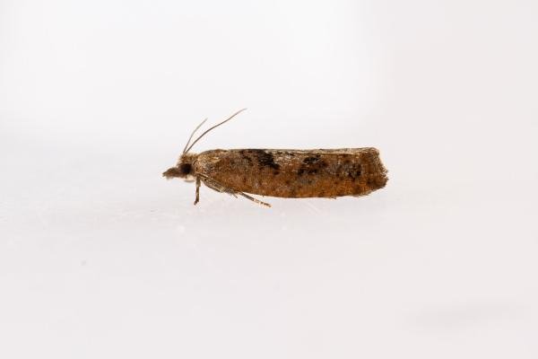 Epinotia brunnichana, adult. Waldridge Fell, 20-07-2022. Copyright Christopher Blakey. Epinotia brunnichana, adult. Waldridge Fell, 20-07-2022. Copyright Christopher Blakey.