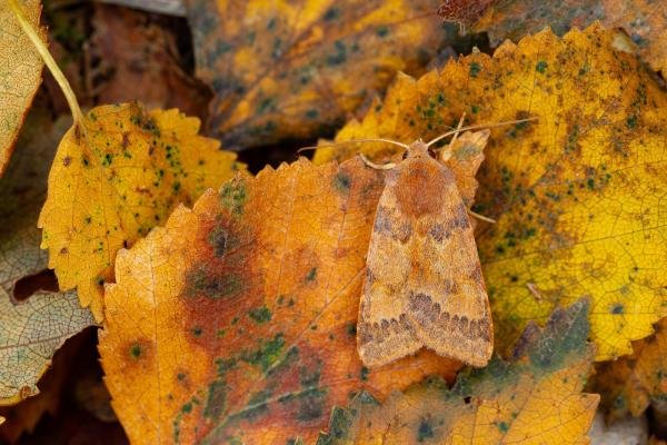 Flounced Chestnut (Anchoscelis helvola), adult. Waldridge Fell, 22-09-2022. Copyright Christopher Blakey. Flounced Chestnut (Anchoscelis helvola), adult. Waldridge Fell, 22-09-2022. Copyright Christopher Blakey.