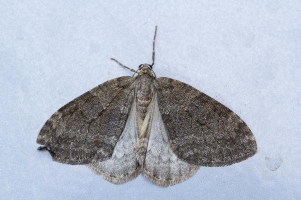 November Moth agg. (Epirrita dilutata agg.), adult. Waldridge Fell, 07-10-2022. Copyright Christopher Blakey.