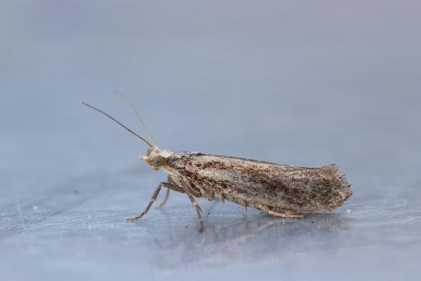 Prays ruficeps, adult. Waldridge Fell, 07-10-2022. Copyright Christopher Blakey.