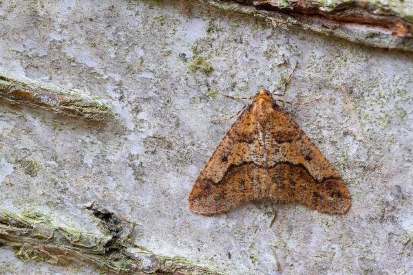 Mottled Umber (Erannis defoliaria), adult. Waldridge Fell, 29-10-2022. Copyright Christopher Blakey.