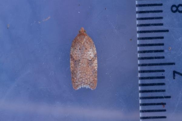 Acleris ferrugana/notana, adult. Waldridge Fell, 17-03-2023. Copyright Christopher Blakey.