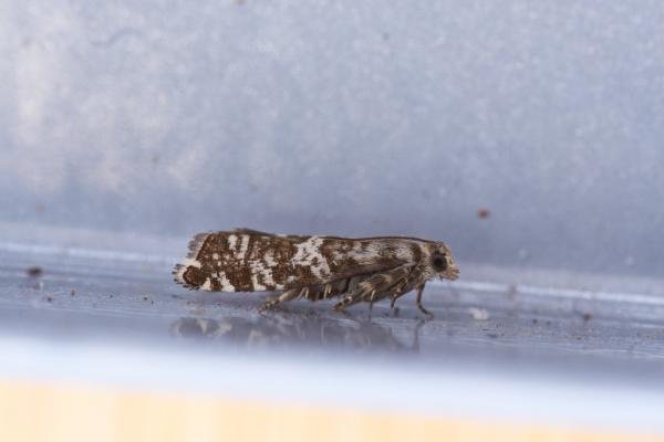 Epinotia tedella, adult. Framwellgate Moor, 19-03-2023. Copyright Christopher Blakey. Epinotia tedella, adult. Framwellgate Moor, 19-03-2023. Copyright Christopher Blakey.