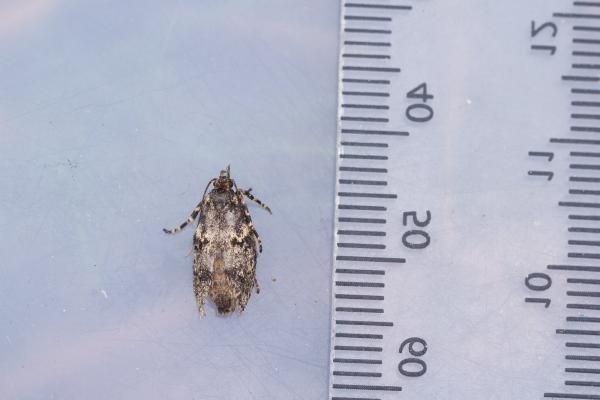 Diurnea fagella, adult, female. Low Redford Allotments, 17-04-2023. Copyright Christopher Blakey. Diurnea fagella, adult, female. Low Redford Allotments, 17-04-2023. Copyright Christopher Blakey.