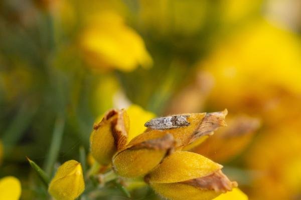 Cydia ulicetana, adult. Low Burnhall, 09-05-2023. Copyright Christopher Blakey.