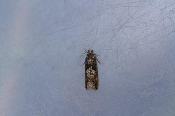 Epinotia immundana, adult. Waldridge Fell, 12-05-2023. Copyright Christopher Blakey.