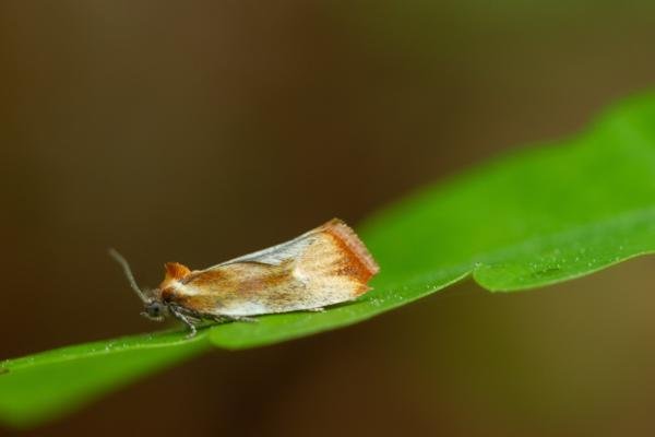 Eulia ministrana, adult. Waldridge Fell, 26-05-2023. Copyright Christopher Blakey. Eulia ministrana, adult. Waldridge Fell, 26-05-2023. Copyright Christopher Blakey.