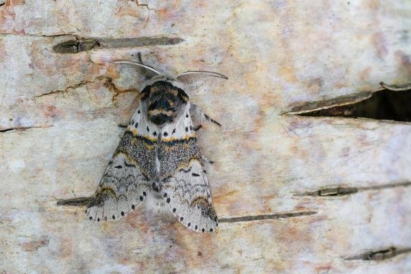 Sallow Kitten (Furcula furcula), adult. Framwellgate Moor, 12-06-2023. Copyright Christopher Blakey.
