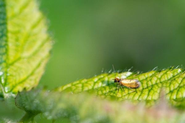 Micropterix calthella, adult. Cater House Colliery, 12-06-2023. Copyright Christopher Blakey.