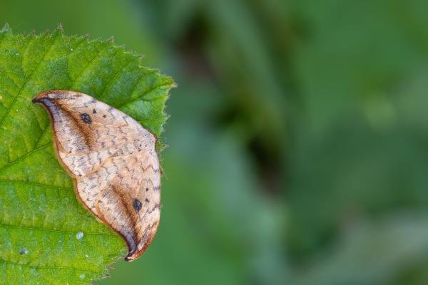 Pebble Hook-tip (Drepana falcataria), adult. Framwellgate Moor, 14-06-2023. Copyright Christopher Blakey.
