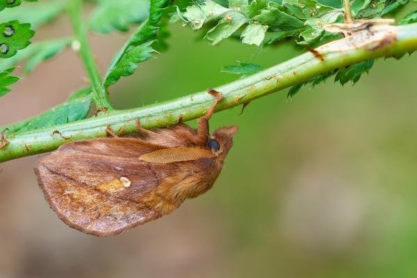 Drinker (Euthrix potatoria), adult, male. Waldridge Fell, 17-06-2023. Copyright Christopher Blakey.