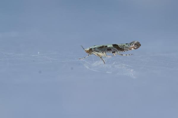 Apple Fruit Moth (Argyresthia conjugella), adult. Waldridge Fell, 17-06-2023. Copyright Christopher Blakey. Apple Fruit Moth (Argyresthia conjugella), adult. Waldridge Fell, 17-06-2023. Copyright Christopher Blakey.