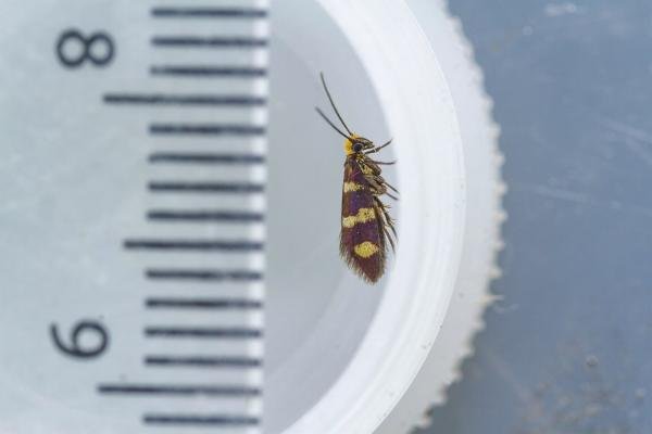 Micropterix aureatella, adult. 24-06-2023. Copyright Christopher Blakey.