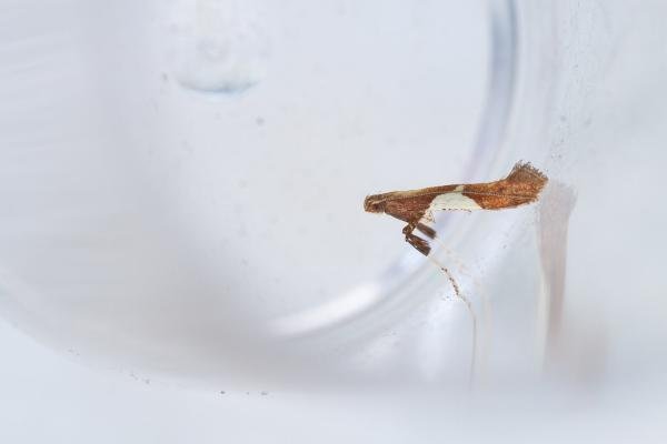 Caloptilia stigmatella, adult. Waldridge Fell, 05-07-2023. Copyright Christopher Blakey.