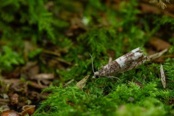 Epinotia demarniana, adult. Waldridge Fell, 06-07-2023. Copyright Christopher Blakey.