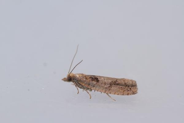 Epinotia brunnichana, adult. Waldridge Fell, 22-08-2023. Copyright Christopher Blakey.