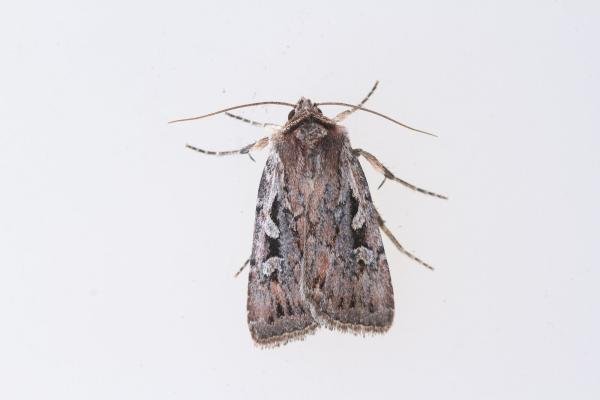 Heath Rustic (Xestia agathina), adult. Cabin Hill, 29-08-2023. Copyright Christopher Blakey.