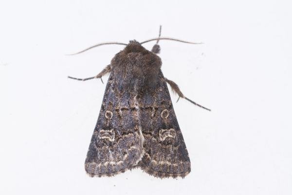 Hedge Rustic (Tholera cespitis), adult. Cabin Hill, 29-08-2023. Copyright Christopher Blakey. Hedge Rustic (Tholera cespitis), adult. Cabin Hill, 29-08-2023. Copyright Christopher Blakey.