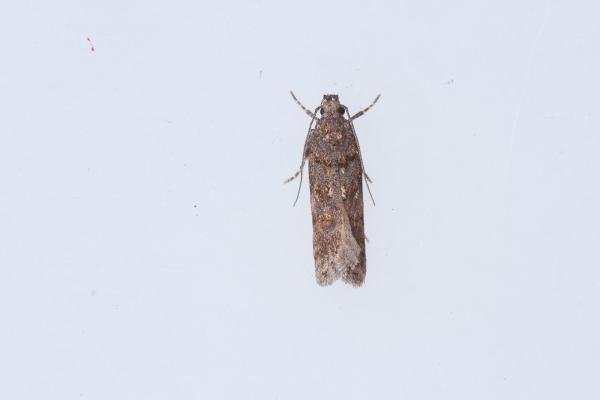 Teleiopsis diffinis, adult. Cabin Hill, 29-08-2023. Copyright Christopher Blakey.