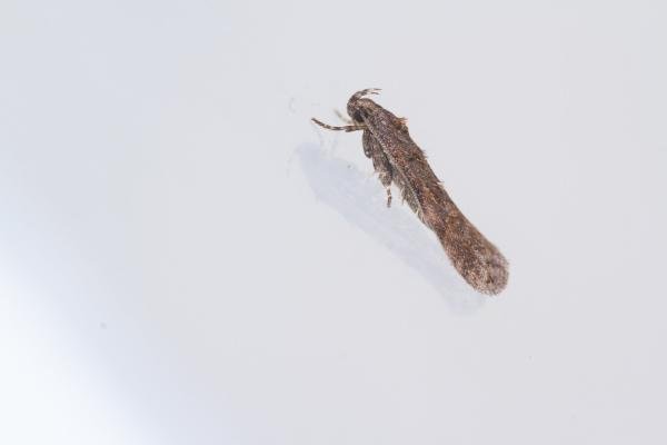 Teleiopsis diffinis, adult. Cabin Hill, 29-08-2023. Copyright Christopher Blakey. Teleiopsis diffinis, adult. Cabin Hill, 29-08-2023. Copyright Christopher Blakey.