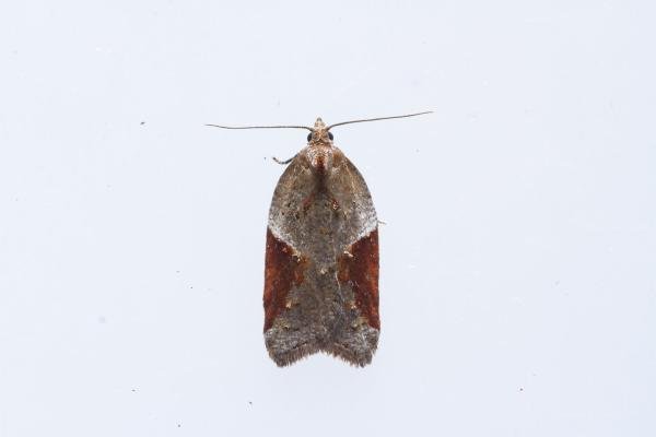Acleris laterana/comariana, adult. Waldridge Fell, 03-09-2023. Copyright Christopher Blakey. Acleris laterana/comariana, adult. Waldridge Fell, 03-09-2023. Copyright Christopher Blakey.