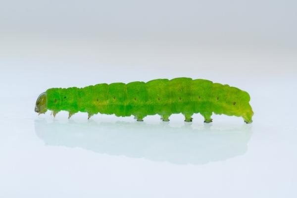 Angle Shades (Phlogophora meticulosa), larval. Framwellgate Moor, 15-03-2024. Copyright Christopher Blakey.