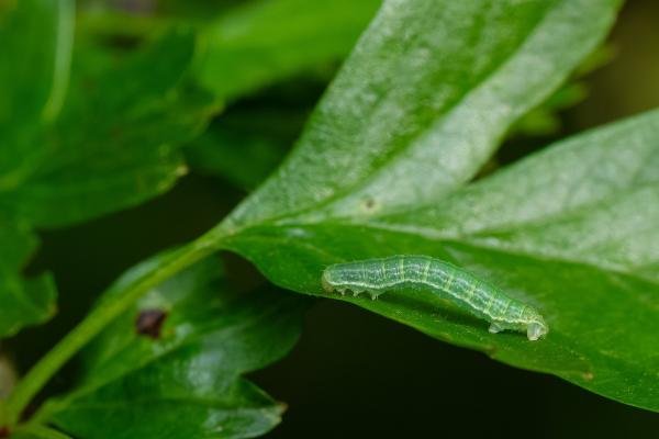 Winter Moth (Operophtera brumata), larval. Waldridge Fell, 07-05-2024. Copyright Christopher Blakey.