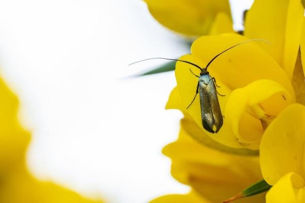 Adela reaumurella, adult, female. Waldridge Fell, 11-05-2024. Copyright Christopher Blakey.