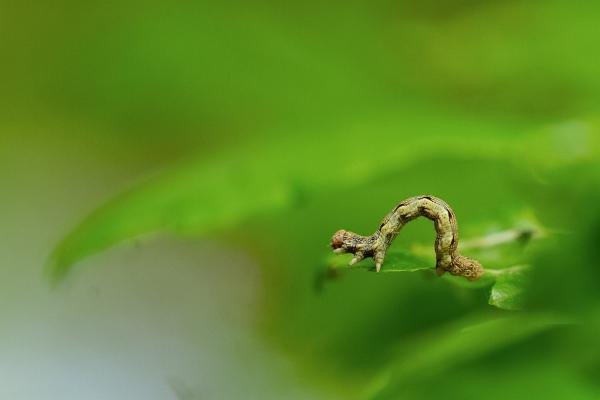 Mottled Umber (Erannis defoliaria), larval. Waldridge Fell, 11-05-2024. Copyright Christopher Blakey.