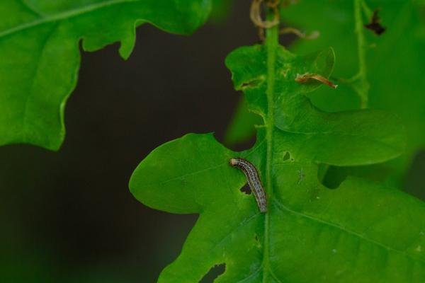 Tortricodes alternella, larval. Waldridge Fell, 18-05-2024. Copyright Christopher Blakey.