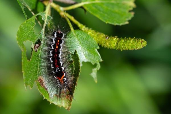 Yellow-tail (Euproctis similis), larval. Felledge, 25-05-2024. Copyright Christopher Blakey.