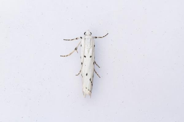 Thistle Ermine (Myelois circumvoluta), adult. Framwellgate Moor, 27-06-2024. Copyright Christopher Blakey.