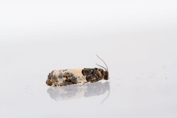 Gypsonoma dealbana, adult. Framwellgate Moor, 27-06-2024. Copyright Christopher Blakey. Gypsonoma dealbana, adult. Framwellgate Moor, 27-06-2024. Copyright Christopher Blakey.