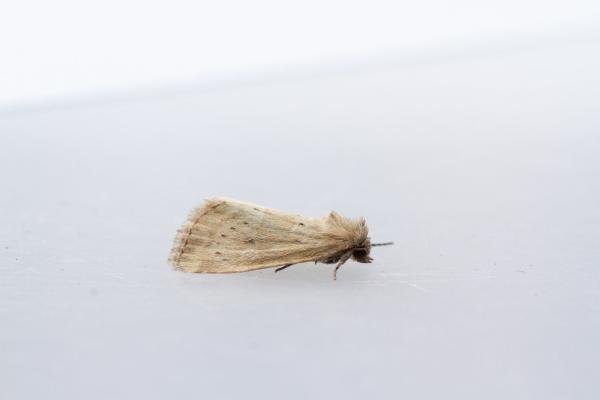 Small Dotted Buff (Photedes minima), adult. Town Kelloe Bank, 12-07-2024. Copyright Christopher Blakey. Small Dotted Buff (Photedes minima), adult. Town Kelloe Bank, 12-07-2024. Copyright Christopher Blakey.